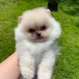 Pomeranian Puppies from Wonderland Pomeranians