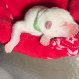 Pistachio - White male Siberian Husky puppy in Peoria, Arizona from Snowy Siberians