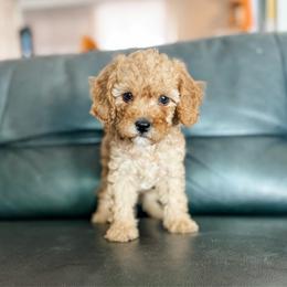 Ginger - Red female Cavapoo puppy in Saint George, Utah from Fitzdoodles