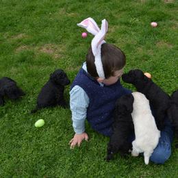 Poodle Puppies from D and D Standard Poodles