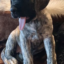 Mastiff Puppies from Eagle Pond Mastiffs