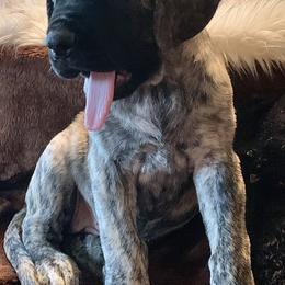 Mastiff Puppies from Eagle Pond Mastiffs