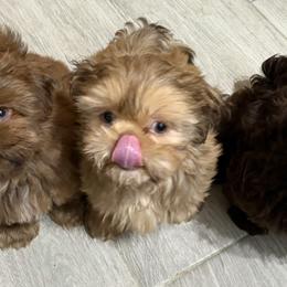 Shih Tzu Puppies from Mosley Kennel Shih Tzu