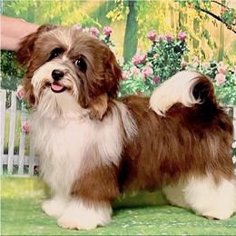 Gospel - Havanese