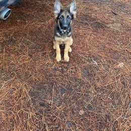German Shepherd Puppies from 501 Shepherds