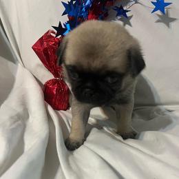 Otis - Fawn male Pug puppy in South Carolina from Nellies Pugs