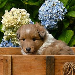 Sable girl - Sable merle and white female Shetland Sheepdog puppy in Castle Rock, Washington from RimRanch Shelties
