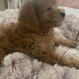 Maltipoo Puppies from Third Coast Maltipoos