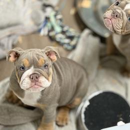 Jello Girl 1 - Lilac tri-color female Bulldog puppy in Marysville, Washington from BulldogWA