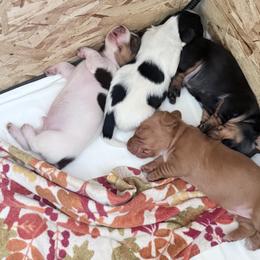 Dachshunds from SK Miniature   Dachshunds