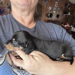 Grumpy - Black and cream male Dachshund puppy in Chelsea, Oklahoma from Renee's Dachshund's