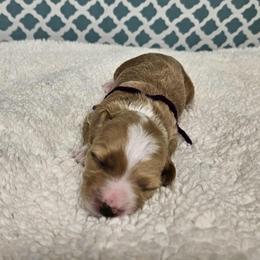Pixie - Apricot female Goldendoodle puppy in Flat Rock, North Carolina from Sukisdoodles