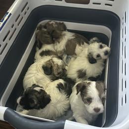 Havanese puppies from Sweet Tea Havanese