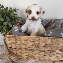 Boy 2 - male Goldendoodle puppy in Lehi, Utah from Riley's Red Doodles