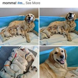 Golden Retriever Puppies from Mountain Sky Goldens