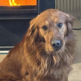 Golden Retrievers and Labrador Retrievers from Battlemountain Kennels