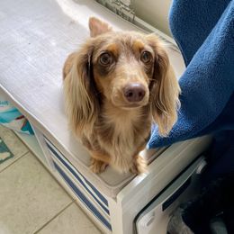 Aussiedoodle, Australian Shepherd, Dachshund, and Miniature Australian Shepherd Puppies from Bline’s Awesome Aussies at the Bline Family Farm