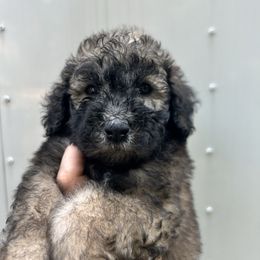 Peppy - Black male Poodle puppy in Titus, Alabama from Paws & Kisses
