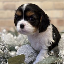 Aurora - Tri-color female Cavalier King Charles Spaniel puppy in Salina, Utah from Corner house cavaliers