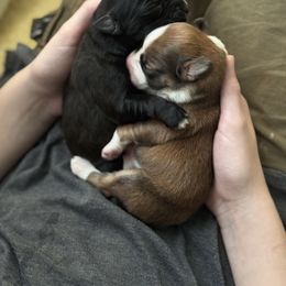 English Shepherd Puppies from Midway English Shepherds