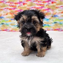Max - Black & tan tri-color male Morkie puppy in Monticello, Iowa from Ashley’s Puppies