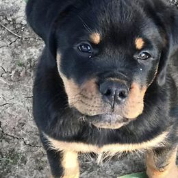 Rottweilers from Vintage Acres