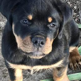 Rottweilers from Vintage Acres