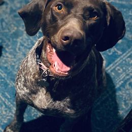 German Shorthaired Pointers from Wildcard GSP