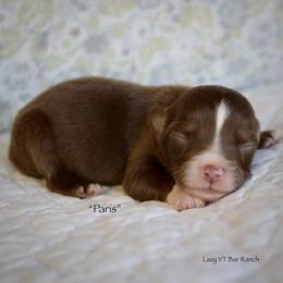 Paris - Red tri female Miniature Australian Shepherd puppy in Evant, Texas from Lazy VT Bar Ranch