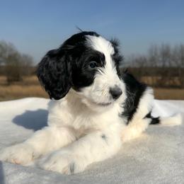 Ralphie - Tri-color male Bernedoodle puppy in Osage City, Kansas from Golden Ridge Goldens