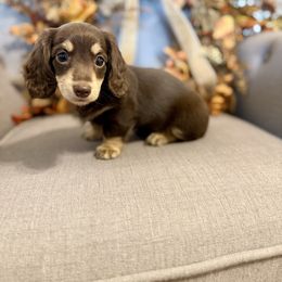 Pogo - Chocolate and cream female Dachshund puppy in Fort Gibson, Oklahoma from Cooper’s Dachshunds