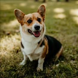 Shelley - Pembroke Welsh Corgi