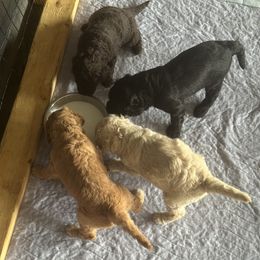 Goldendoodle puppies from Diverse Nurturing Affectionate Doodle Kennel