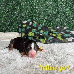 Yellow girl - Tri-color female Bernedoodle puppy in Modesto, California from Two Doods Doodles