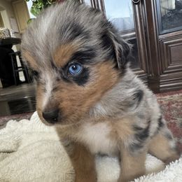 Girl 3 - female Australian Shepherd puppy in Nezperce, Idaho from Willow Creek Farm