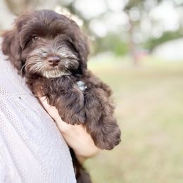 Toffee - Chocolate male Goldendoodle puppy in Bradenton, Florida from Doodle Acres