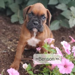 Benson - Fawn male Boxer puppy in Newville, Pennsylvania from Zimmerman's Pets