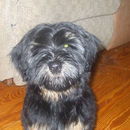 Tibetan Terrier Puppies from Arkeden Tibetan Terriers