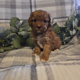 Girl 1 - Red female Cavapoo puppy in Copan, Oklahoma from Tatums cavapoos