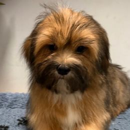 Boy 2 - Red gold male Lhasa Apso puppy in Charlotte, North Carolina from Toy Poodle and Maltese Perfection