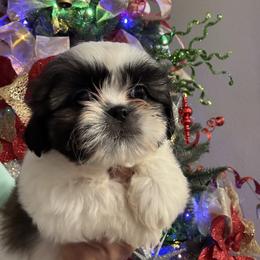 Zoey - Black and white female Shih Tzu puppy in Ocala, Florida from Yorkie  And Shih Tzu Love