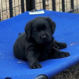 Green boy - Black male Labrador Retriever puppy in Melissa, Texas from Westport Labradors