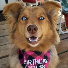 Australian Shepherds from S & E Delightful Aussies