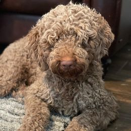 Tucker - Goldendoodle