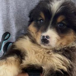 Australian Shepherds from Sal’s K-9 Pals