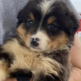 Australian Shepherds from Sal’s K-9 Pals
