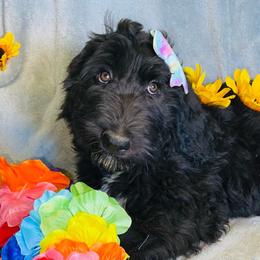 Patsy Cline - Black and white Bernedoodle puppy in Branson West, Missouri from Ozark Acres LLC