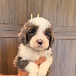 Blue Merle parti male - Merle male Goldendoodle puppy in Vallejo, California from Well Rooted Doodles