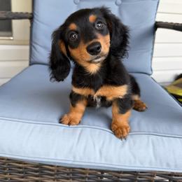 Dachshund Puppies from Memaw’s Minis Babies Doxies