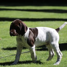 German Shorthaired Pointer Puppies from Wooldridge Kennels